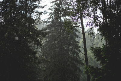 Low angle view of trees in forest