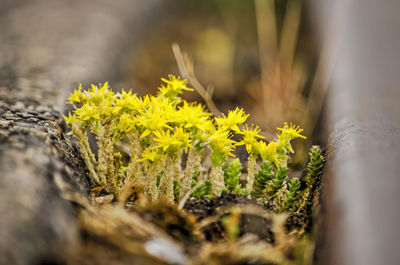 Yellow flowers of a sedum plant growing between railway tracks in an urban environment