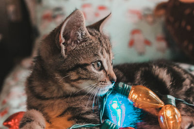 Close-up of a cat looking away