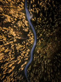 Aerial view of road amidst forest