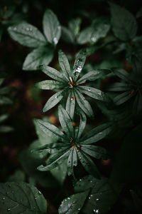 Close-up of wet plant leaves