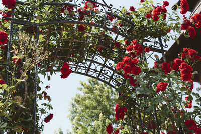 Red flowers blooming on tree