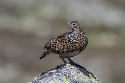 Close-up of bird perching on rock