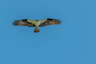 Low angle view of eagle flying against clear blue sky