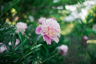 Close-up of pink flowers blooming outdoors