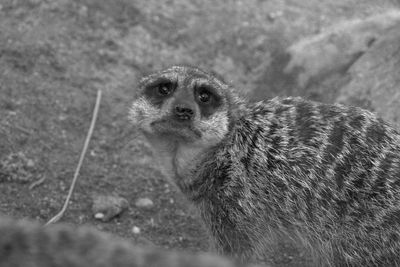 High angle view of an animal