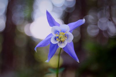 Close-up of flower