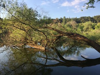 Trees by lake in forest against sky