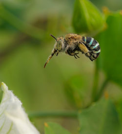 Blue banded bee hovering over the flower