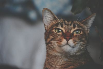 Close-up of cat looking away