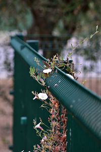 Close-up of plant