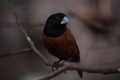 Close-up of bird perching on branch