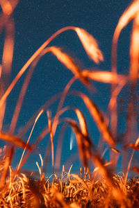 Close-up of orange plants against sky at night