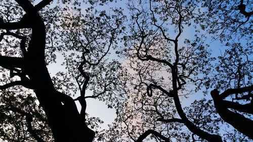 Low angle view of cherry blossoms against sky