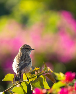 Close-up of bird perching on flower