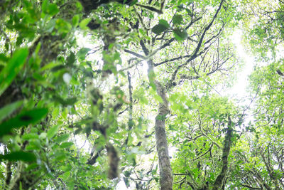 Low angle view of trees