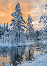 Snow covered trees against sky during sunset