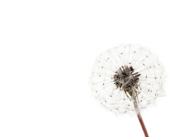 Close-up of dandelion against white background