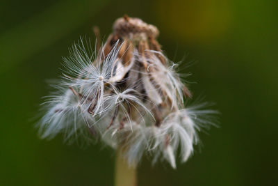 Close-up of dandelion seeds against blurred background