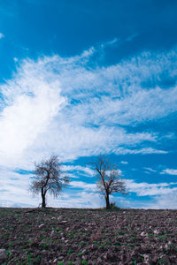 Bare trees on field against blue sky