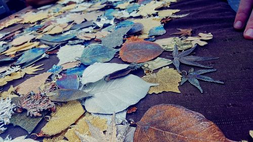 Close-up of hand holding autumn leaves