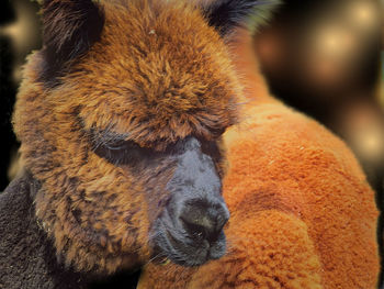 Close-up of alpaca