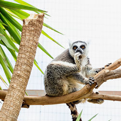 Low angle view of lemur on tree