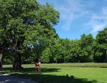 Trees on field in park against sky