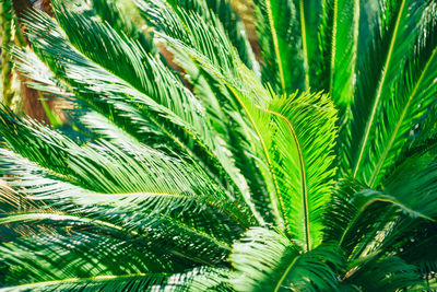 Close-up of palm tree