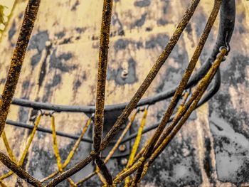 Close-up of frozen plant on field