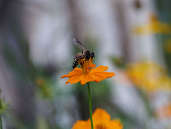 Close-up of insect on flower