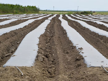 Surface level of wet agricultural field