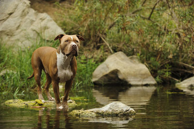 American pitbull terrier