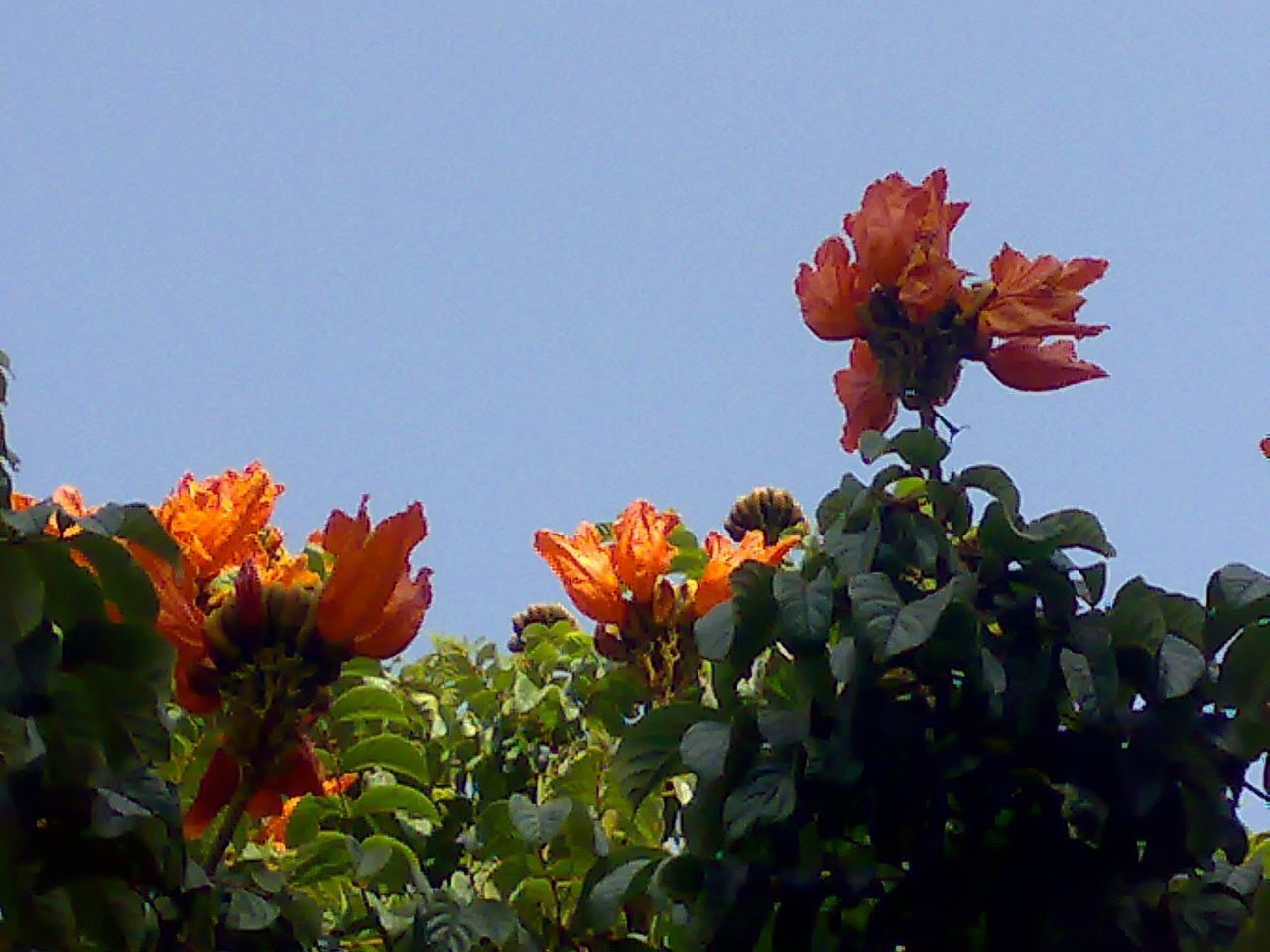 clear sky, flower, freshness, growth, copy space, fragility, leaf, beauty in nature, low angle view, petal, nature, blue, plant, blooming, flower head, orange color, red, stem, in bloom, sunlight