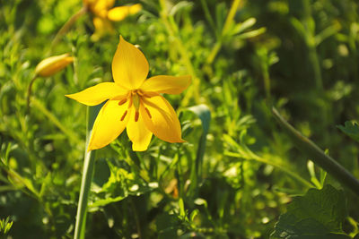 Close-up of yellow flowering plant on field