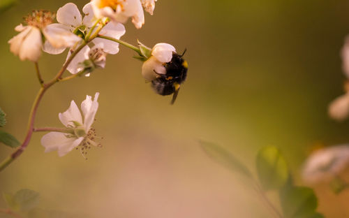 Close-up of honey bee on flower