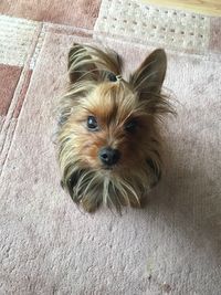 Portrait of dog at home