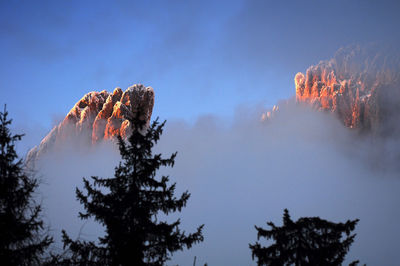 Low angle view of pine trees against sky during winter