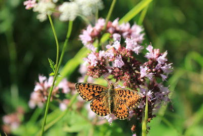 Butterfly pollinating on pink flower