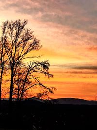 Silhouette of trees at sunset