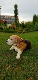 Dog relaxing on field