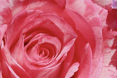 Full frame shot of pink rose