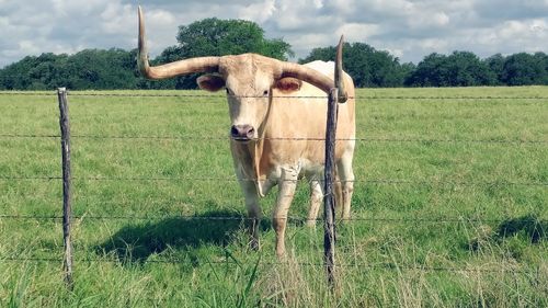 Cow standing on field against sky