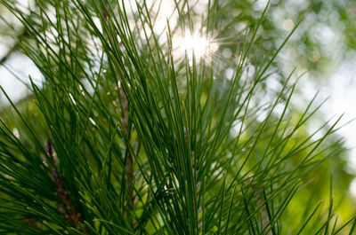 Close-up of fresh green plants