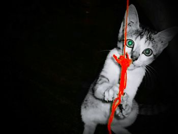 Portrait of cat against black background