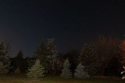 Trees in forest against sky at night