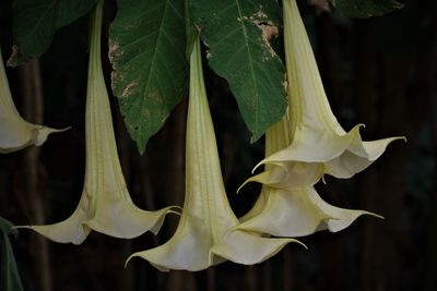 Close-up of flowering plant