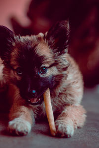 Close-up portrait of dog relaxing on bed