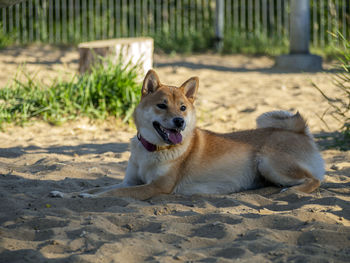 Portrait of dog standing at beach