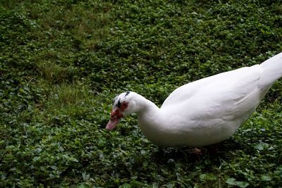 Close-up of swan on grass